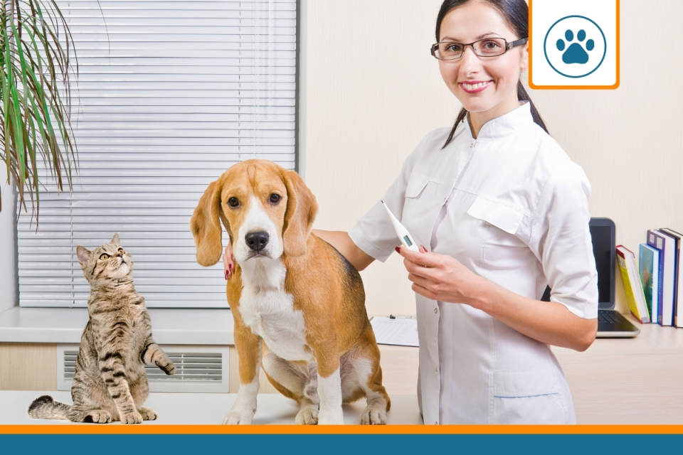 découvrez les meilleurs prix pour l'assurance animale et protégez votre compagnon à quatre pattes. comparez les offres pour trouver la couverture qui correspond à vos besoins et à votre budget.