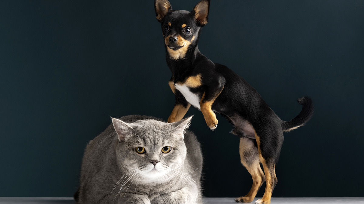 découvrez les différents prix des assurances pour animaux et trouvez la couverture adaptée à votre compagnon à quatre pattes. comparez les offres pour assurer la santé et le bien-être de votre animal en toute sérénité.