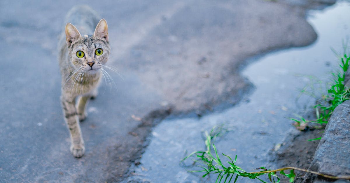 découvrez notre guide complet sur l'assurance pour animaux de compagnie. protégez la santé de votre fidèle compagnon avec des conseils et des informations sur les meilleures polices d'assurance pour chiens et chats. économisez sur les frais vétérinaires et offrez à votre animal le soin qu'il mérite.