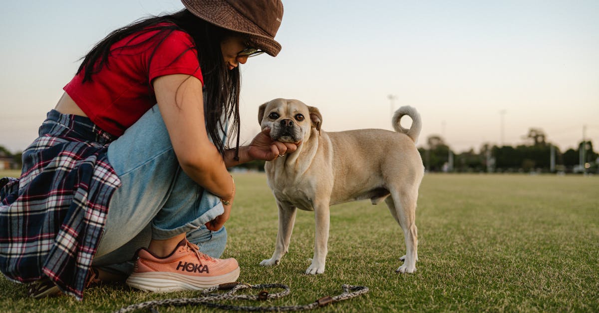 découvrez l'importance de l'assurance pour animaux de compagnie. protégez la santé de votre fidèle compagnon avec une couverture adaptée qui vous aide à gérer les frais vétérinaires imprévus et à garantir les meilleurs soins possibles.